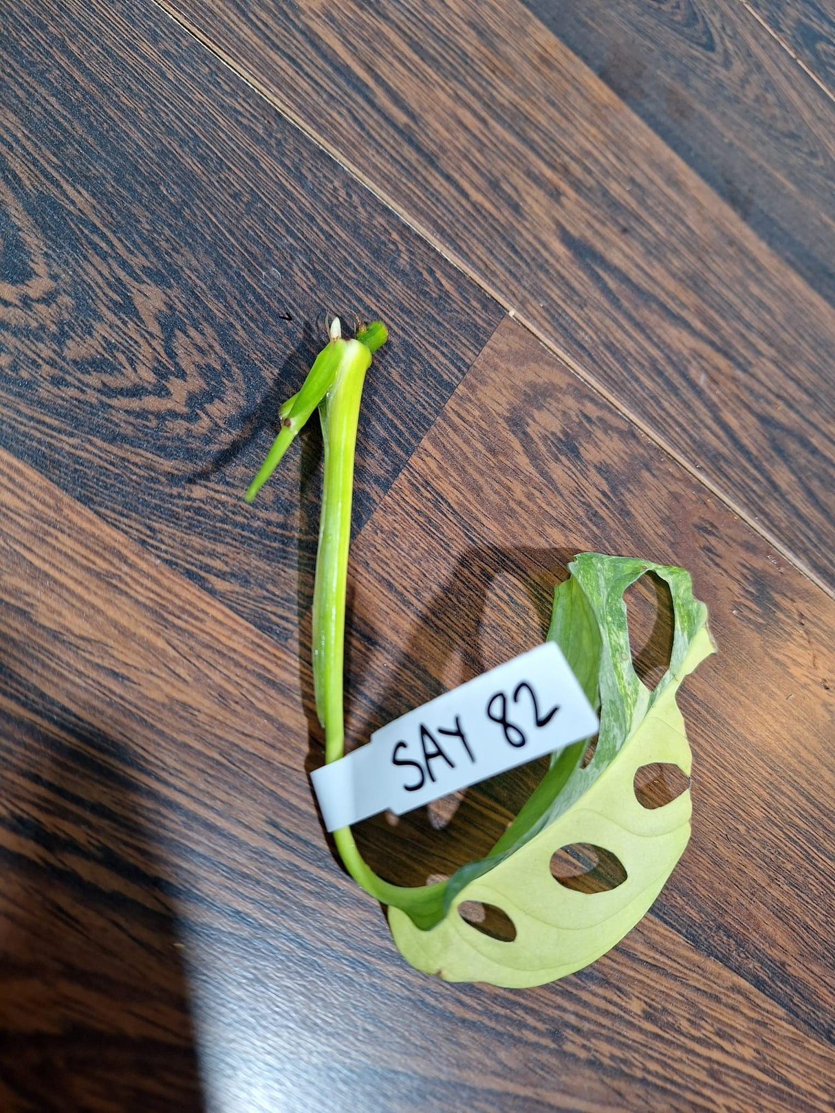 Monstera Adansonii Aurea High Variegated - Rooted Leaf Premium Color Swiss Cheese - SAME Leaf Cutting as pictures - US Seller