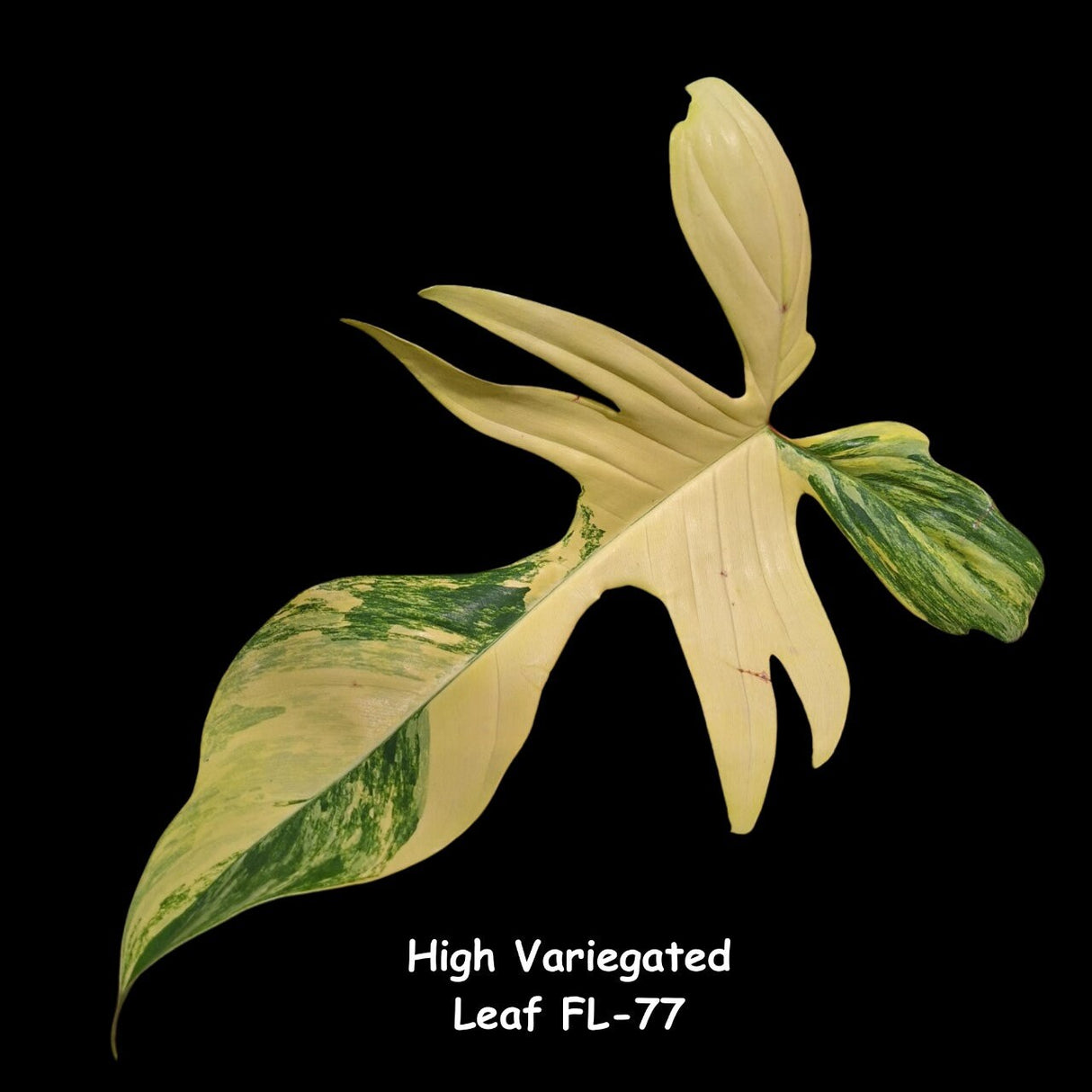 Variegated Philodendron Florida Beauty Cutting - Collector Plant - Rare Find - US Seller