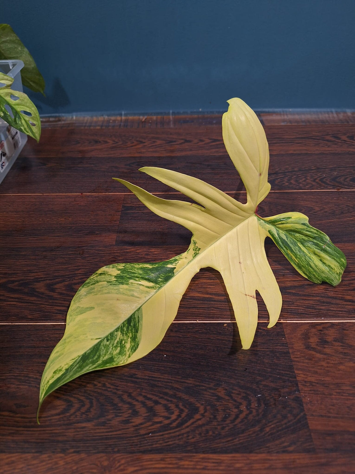 Variegated Philodendron Florida Beauty Cutting - Collector Plant - Rare Find - US Seller