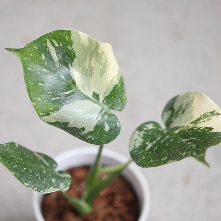 Variegated Monstera Thai Constellation Plant in a Nursery Pot