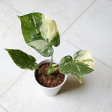 Variegated Monstera Thai Constellation Plant in a Nursery Pot