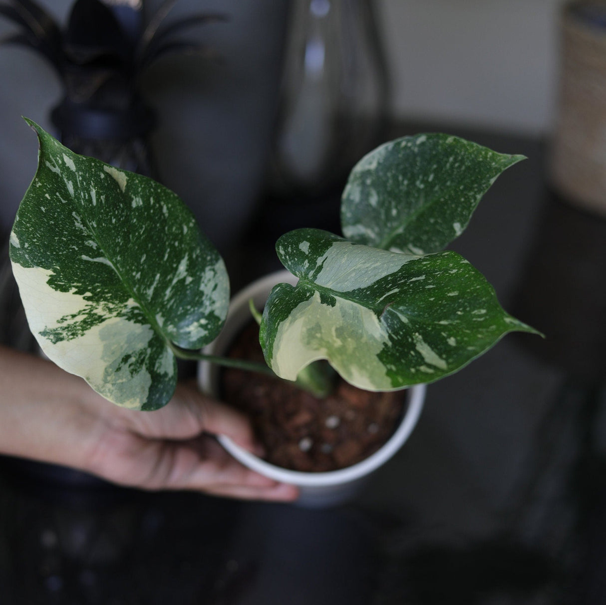 Variegated Monstera Thai Constellation Plant in a Nursery Pot