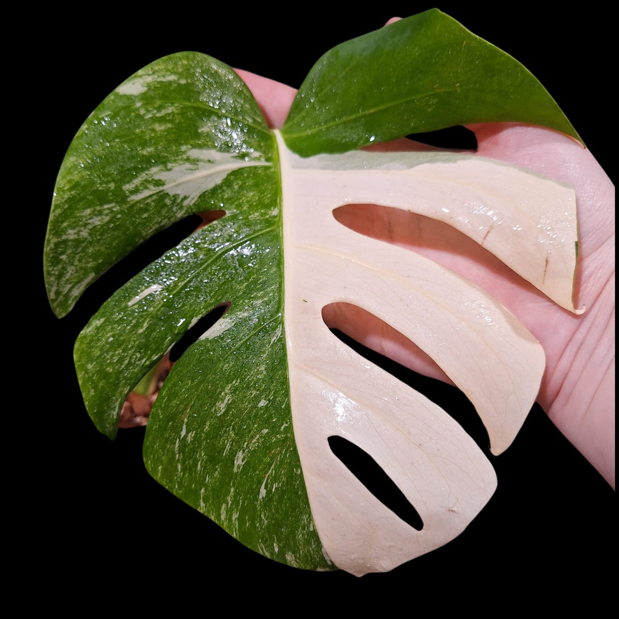 Monstera Albo Same Plant in a Nursery Pot - Highly Variegated Monstera ALBO Single Leaf Plant - US SELLER