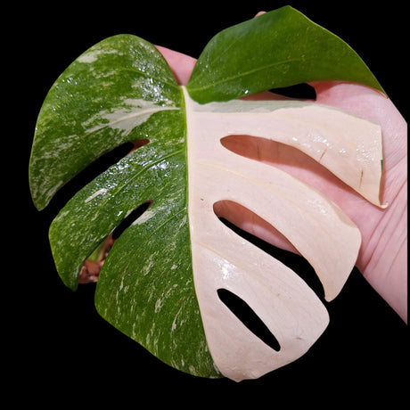 Monstera Albo Same Plant in a Nursery Pot - Highly Variegated Monstera ALBO Single Leaf Plant - US SELLER