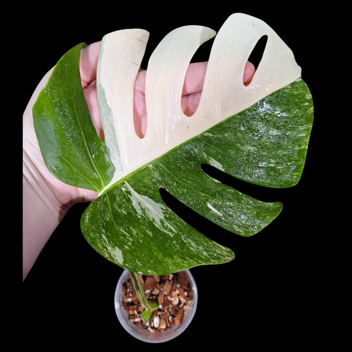 Monstera Albo Same Plant in a Nursery Pot - Highly Variegated Monstera ALBO Single Leaf Plant - US SELLER