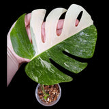 Monstera Albo Same Plant in a Nursery Pot - Highly Variegated Monstera ALBO Single Leaf Plant - US SELLER
