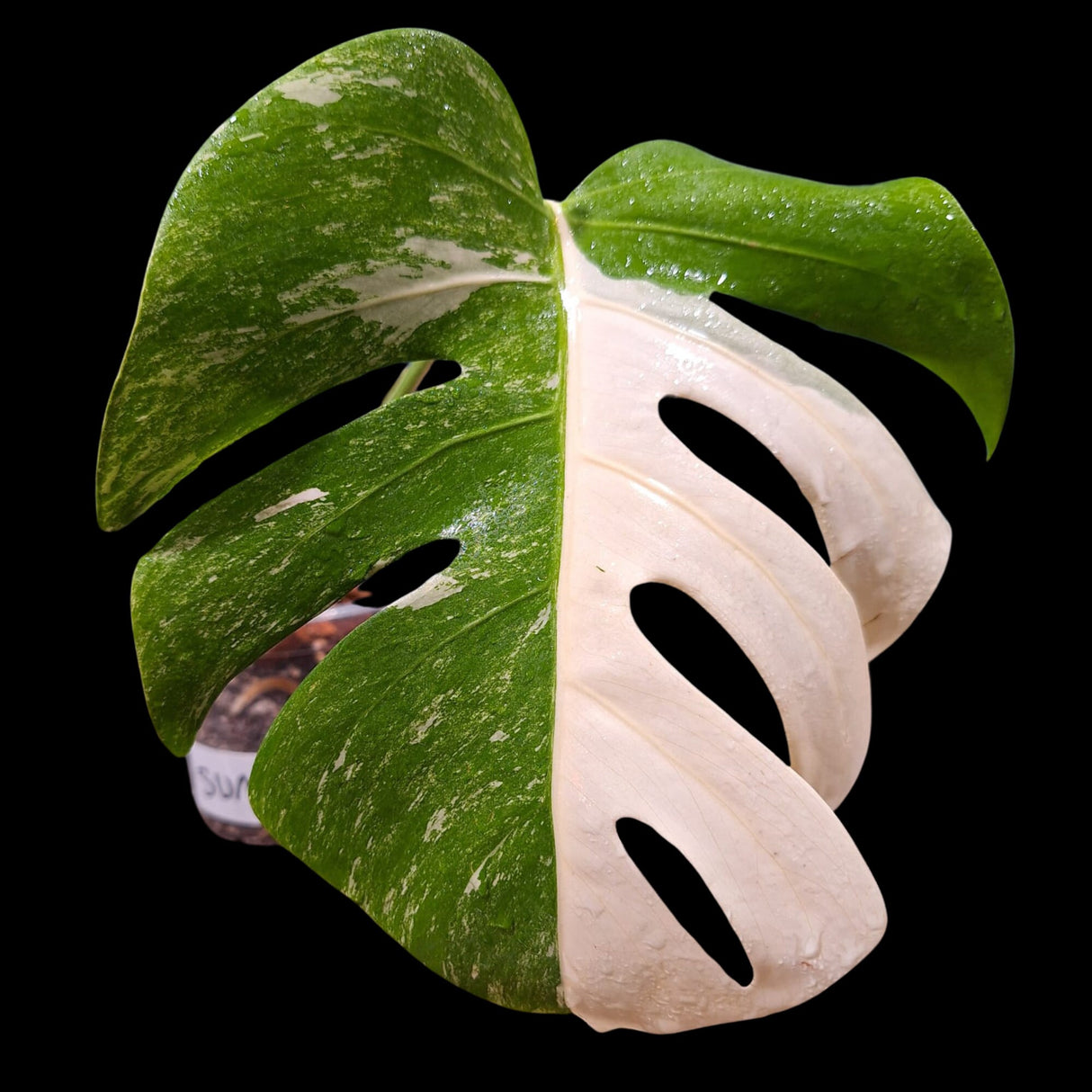 Monstera Albo Same Plant in a Nursery Pot - Highly Variegated Monstera ALBO Single Leaf Plant - US SELLER