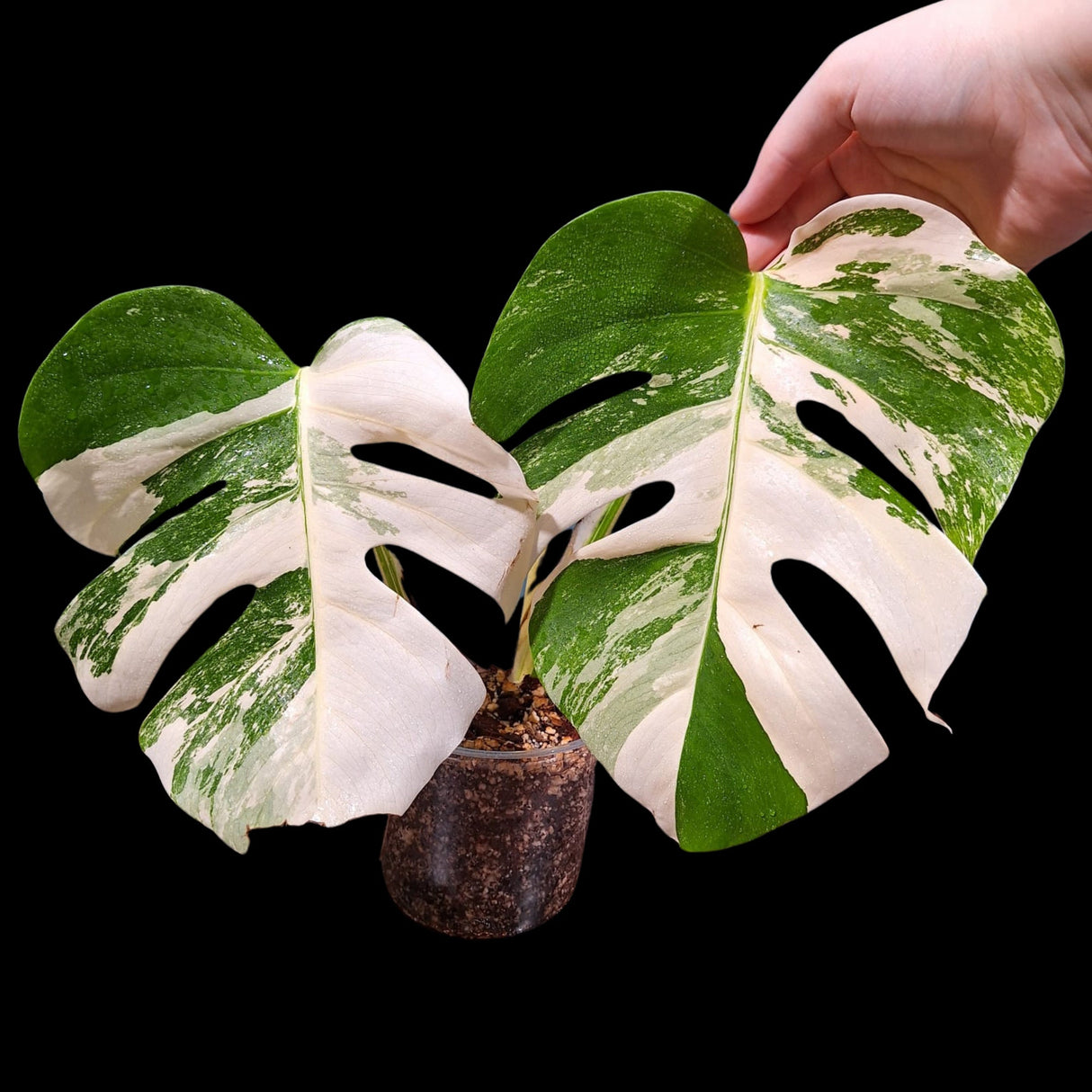 Monstera Albo Same Plant in a Nursery Pot - Highly Variegated Monstera ALBO 2 Leaf Plant - US SELLER Same Plant