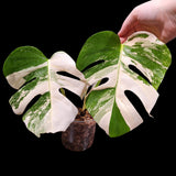 Monstera Albo Same Plant in a Nursery Pot - Highly Variegated Monstera ALBO 2 Leaf Plant - US SELLER Same Plant