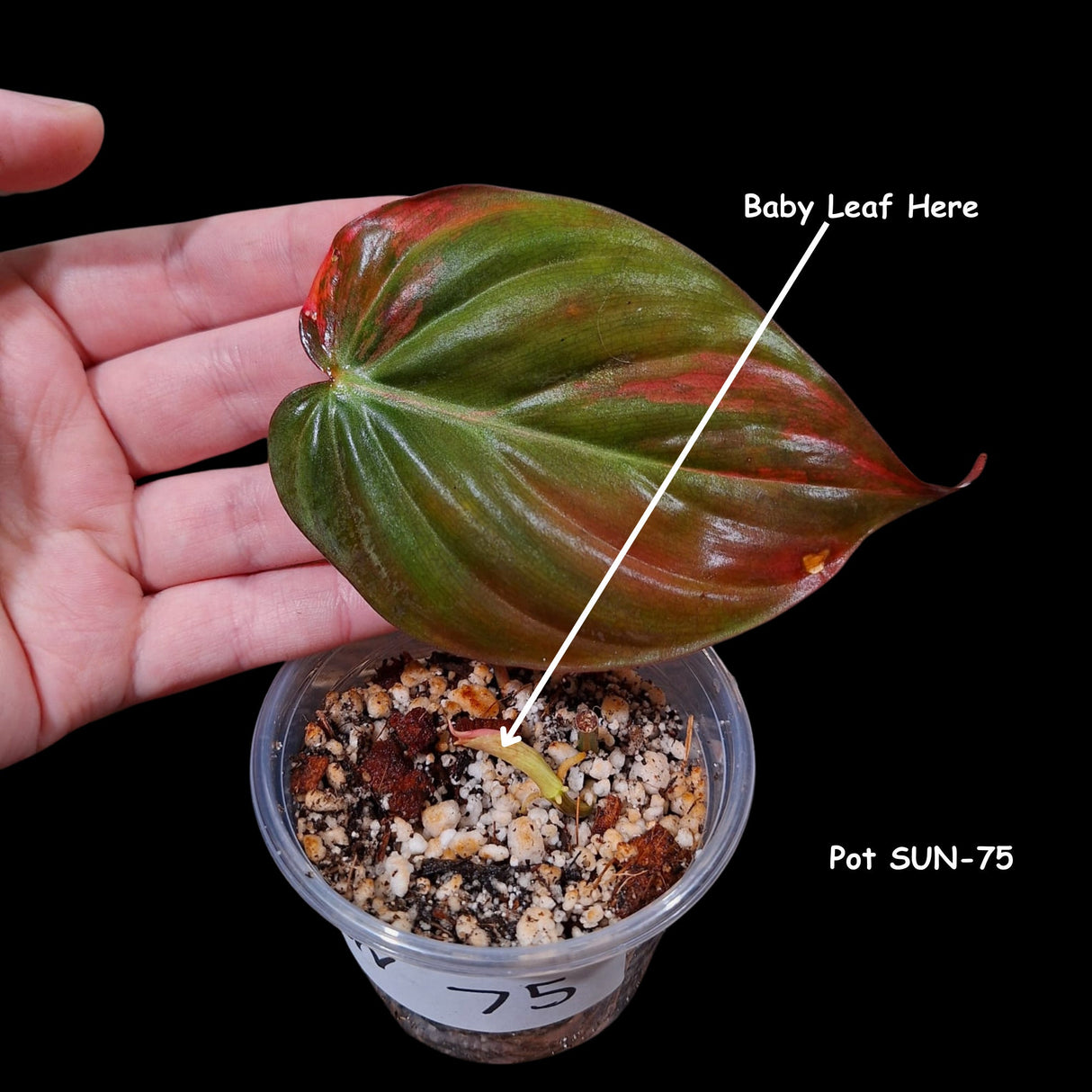 Rare Variegated Philodendron Mican Aurea in a Nursery Pot - Rare Collector Gift Plants - Best Indoor Plant - Single Leaf Pot - US Seller