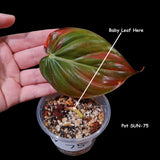 Rare Variegated Philodendron Mican Aurea in a Nursery Pot - Rare Collector Gift Plants - Best Indoor Plant - Single Leaf Pot - US Seller