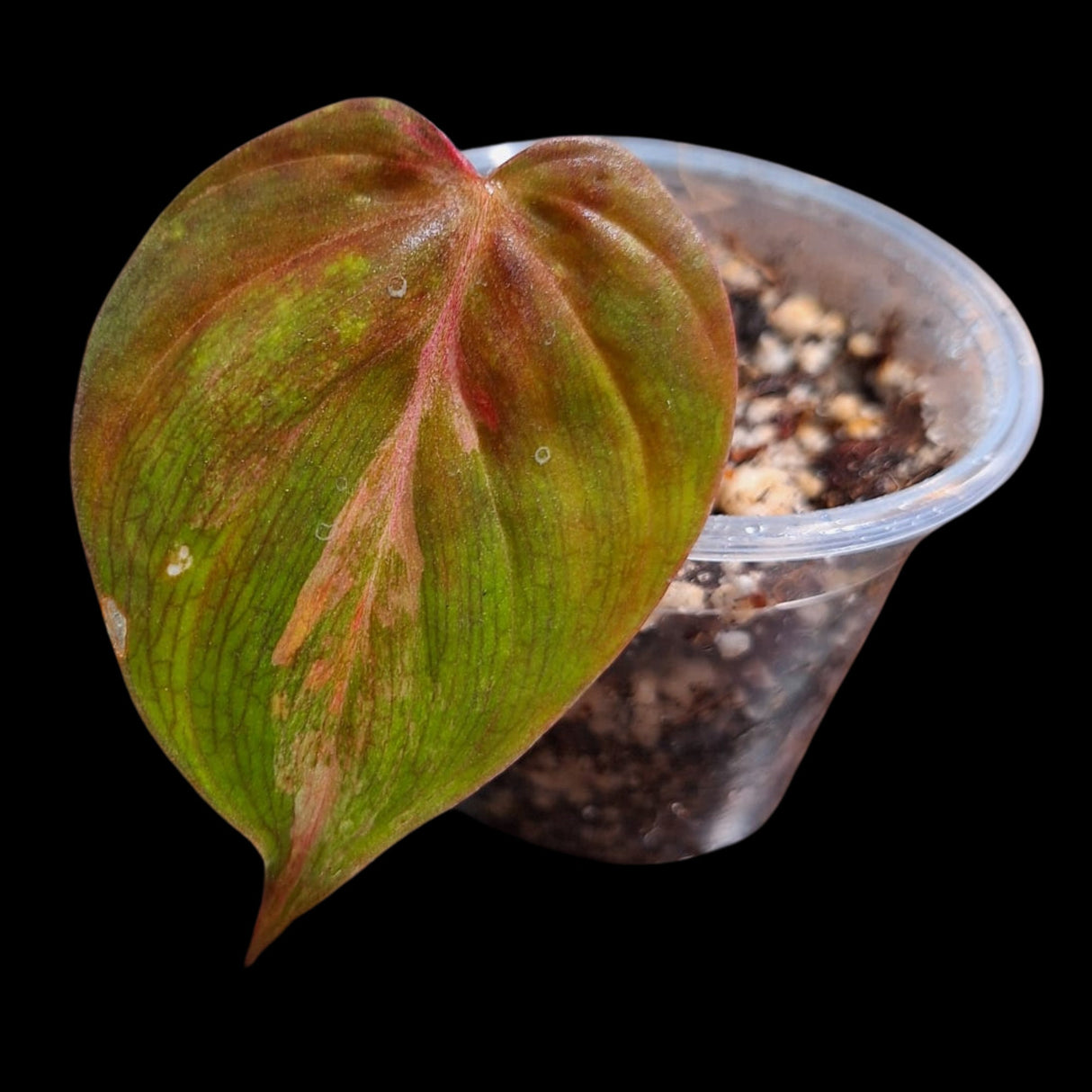 Rare Variegated Philodendron Mican Aurea in a Nursery Pot