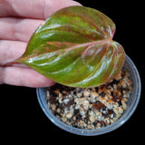 Rare Variegated Philodendron Mican Aurea in a Nursery Pot