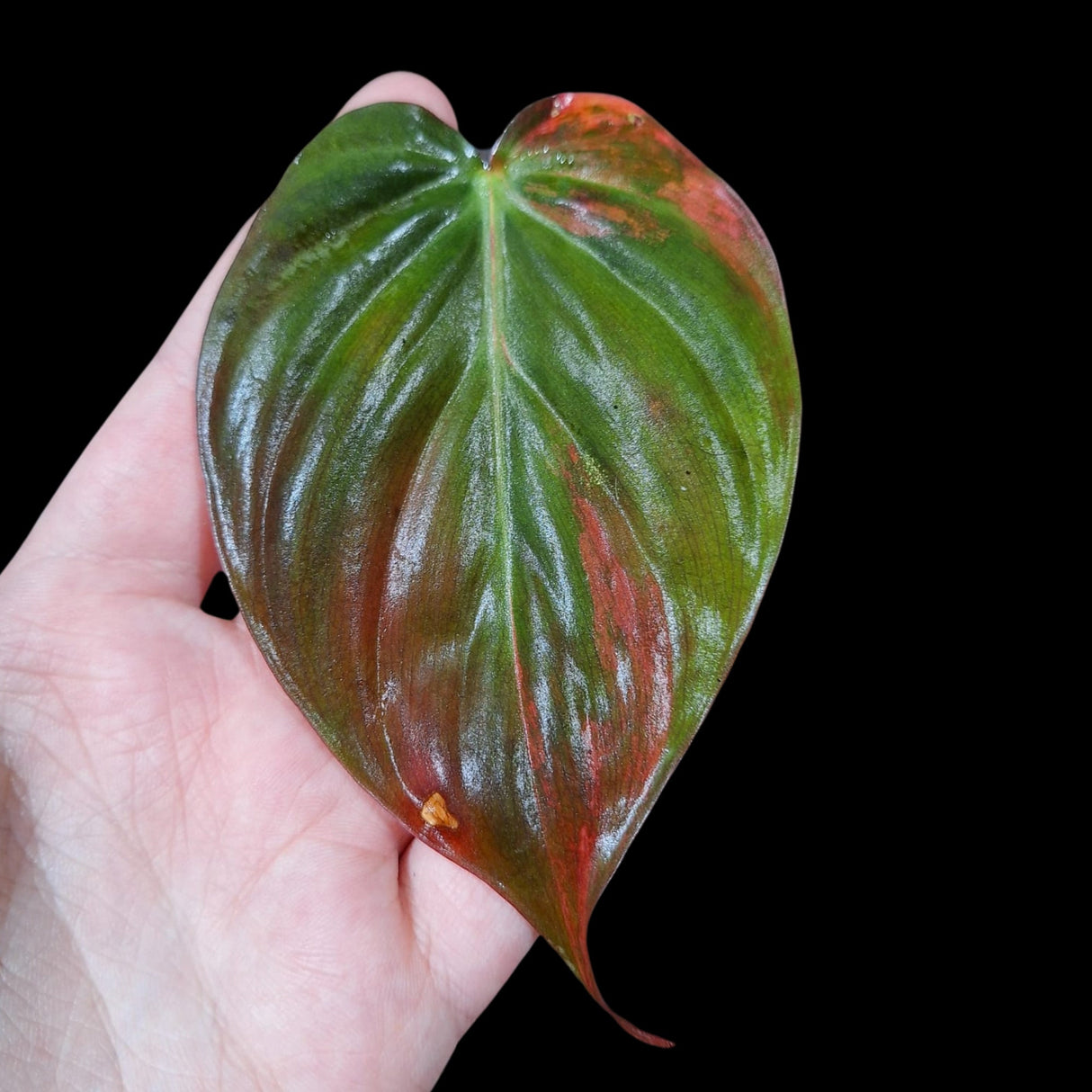 Rare Variegated Philodendron Mican Aurea in a Nursery Pot - Rare Collector Gift Plants - Best Indoor Plant - Single Leaf Pot - US Seller