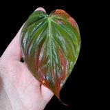Rare Variegated Philodendron Mican Aurea in a Nursery Pot - Rare Collector Gift Plants - Best Indoor Plant - Single Leaf Pot - US Seller