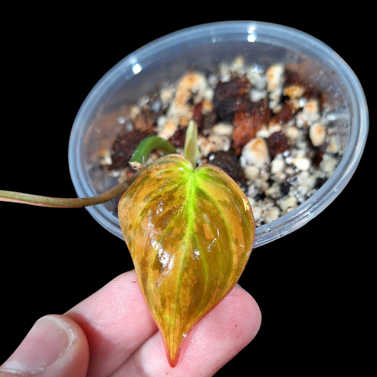 Rare Variegated Philodendron Mican Aurea in a Nursery Pot