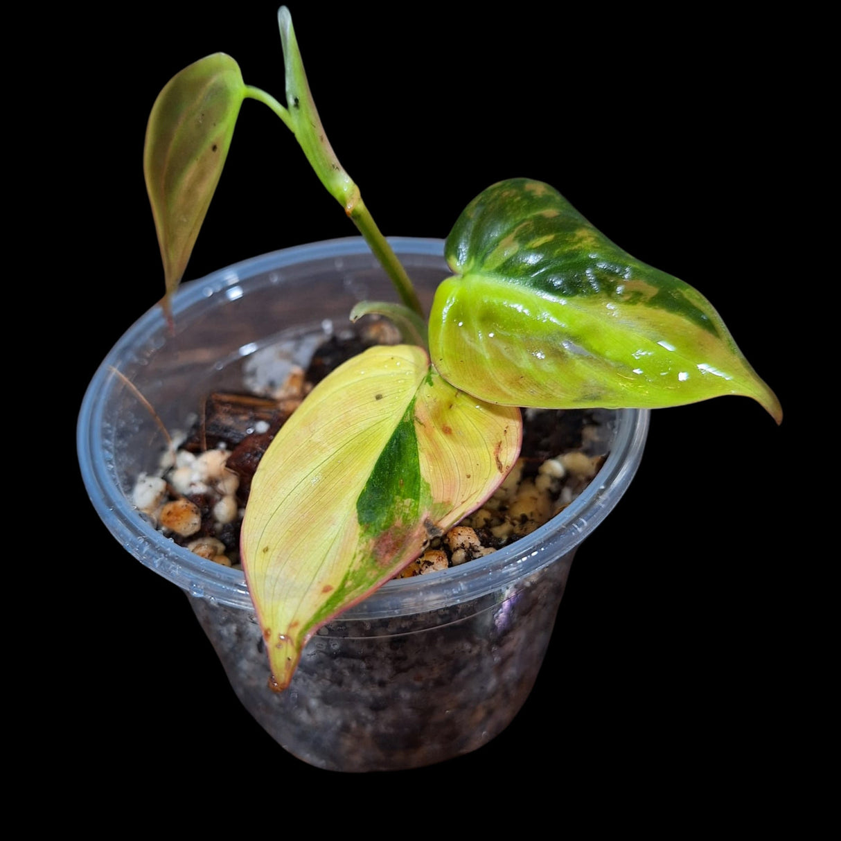 Rare Variegated Philodendron Mican Aurea in a Nursery Pot