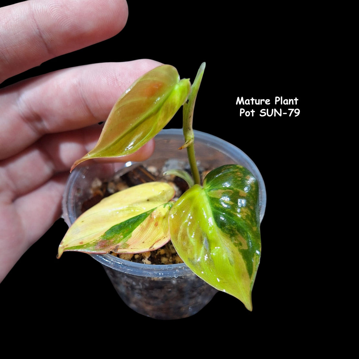 Rare Variegated Philodendron Mican Aurea in a Nursery Pot