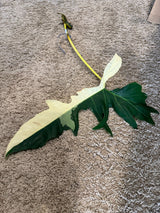 Philodendron Golden Dragon Variegated Cutting - Collector Rare Indoor Plants - EXACT SAME plant - USA Seller