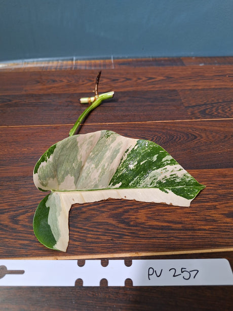 Highly Variegated Monstera Albo Cutting - Monstera Albo Borsigiana Plant - White Monstera Albo - Rare Indoor Houseplant - US Sellerr