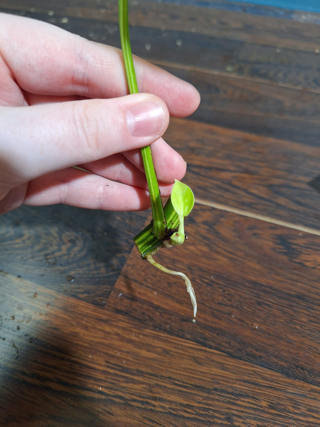 Rare Variegated Rhaphidophora Tetrasperma Cutting - Rare Collector Houseplant - SAME Cutting as images - US Seller