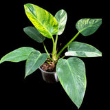 Philodendron Green Congo Variegated Live Plant in a Nursery Pot