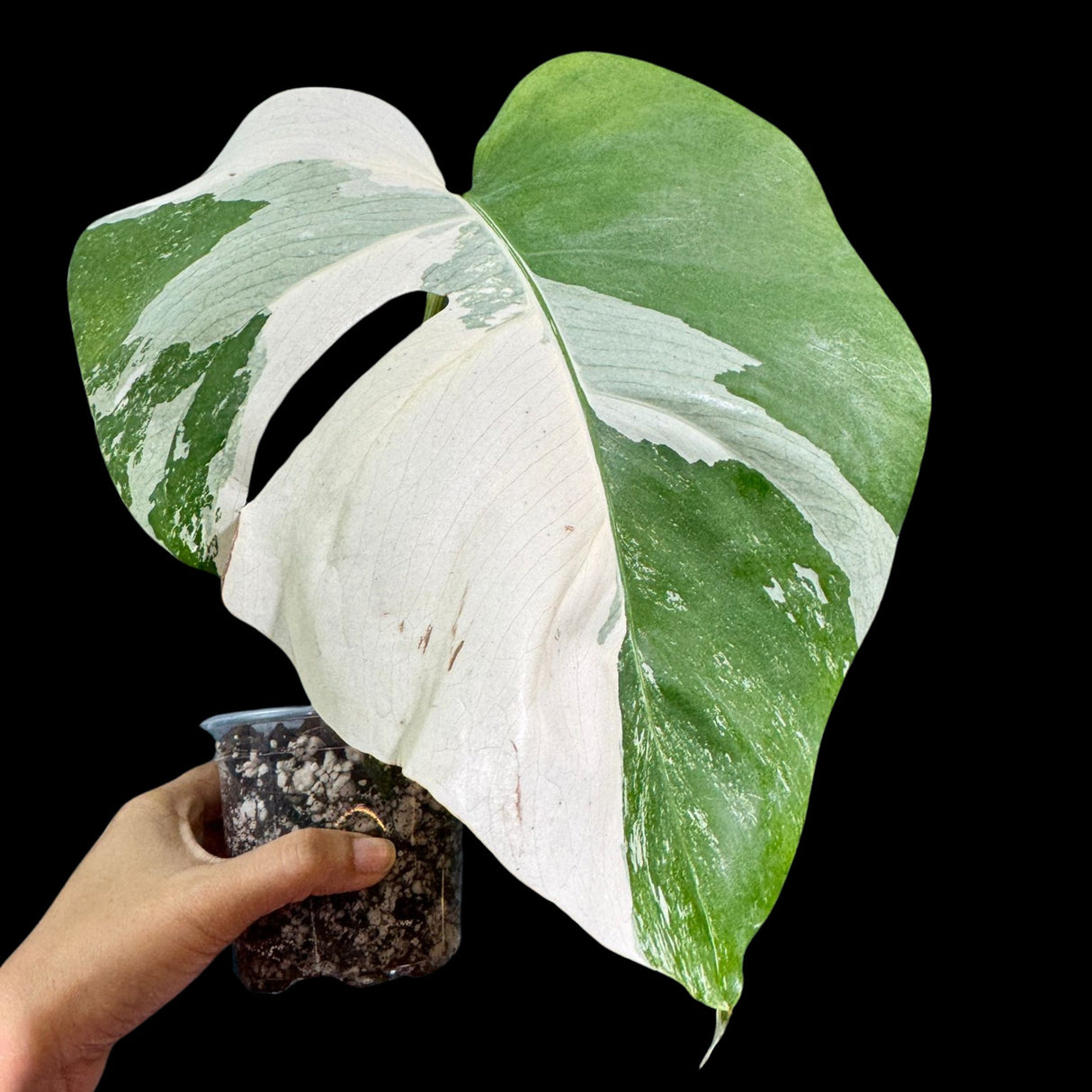 Variegated Monstera Albo Plant in a Nursery Pot - Highly Variegated Monstera ALBO Top Cut Potted - Live Rare Plant - US Seller
