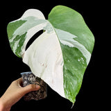 Variegated Monstera Albo Plant in a Nursery Pot - Highly Variegated Monstera ALBO Top Cut Potted - Live Rare Plant - US Seller