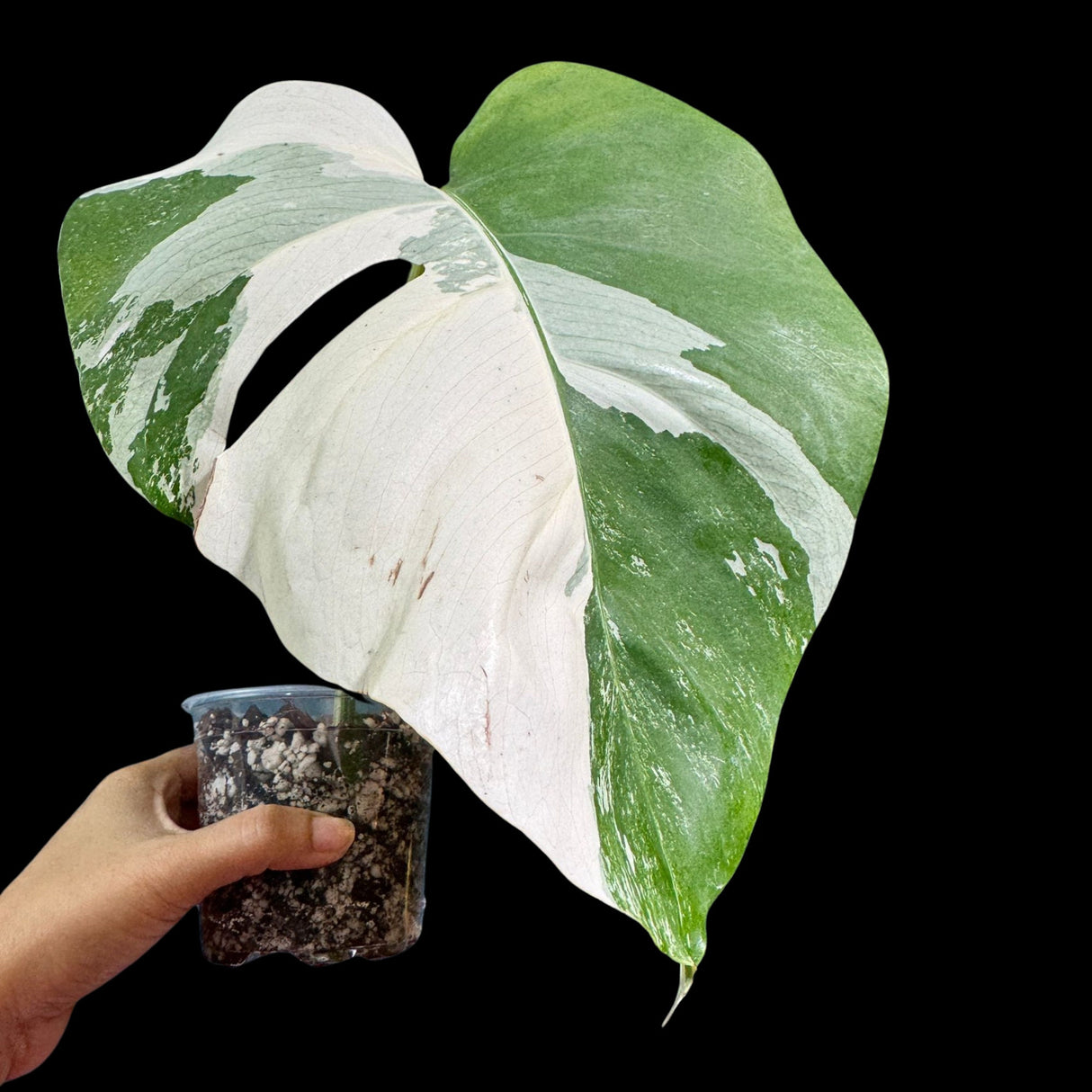 Variegated Monstera Albo Plant in a Nursery Pot - Highly Variegated Monstera ALBO Top Cut Potted - Live Rare Plant - US Seller