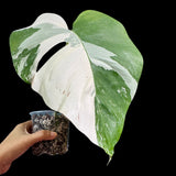 Variegated Monstera Albo Plant in a Nursery Pot - Highly Variegated Monstera ALBO Top Cut Potted - Live Rare Plant - US Seller