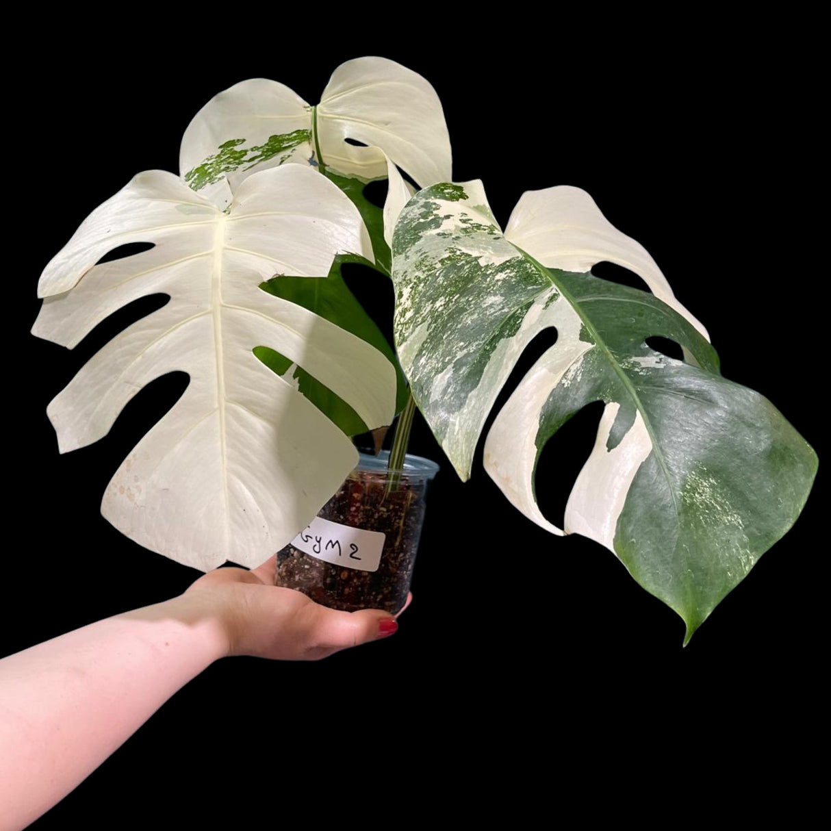 Monstera Albo Same Plant in a Nursery Pot - Highly Variegated Monstera ALBO 3 Leaf Plant - US SELLER Same Plant