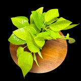 Neon Pothos Indoor Plant in a 4" Nursery Pot - Easy Care Low Light Indoor Live Plant - Neon Pothos  Houseplant - US Seller