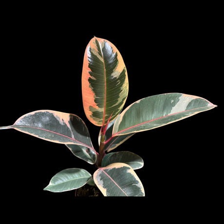 Variegated Ficus Elastica Tineke Rubber Plant - Mature Rubber Tree - Variegated Tropical Easy Care Plant - Gift Houseplant - Live Plant