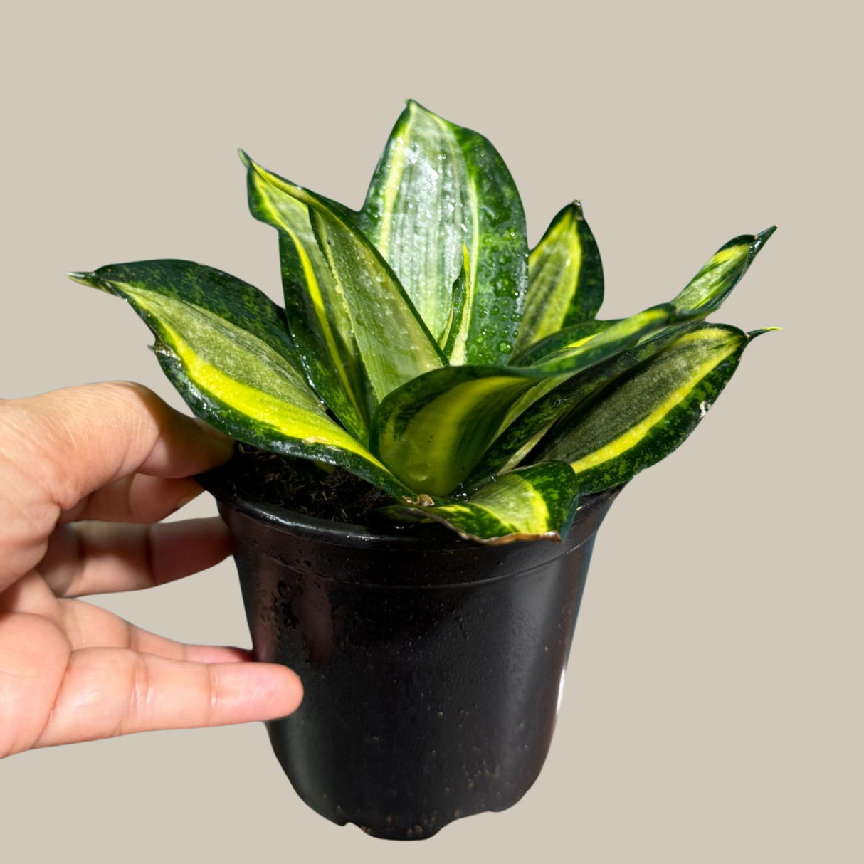 Rare Sansevieria Trifasciata Gold Star in 3” pot - Mini Snake Plant- Live Houseplant - Air Purifying Plant - Yellow Snake Plant