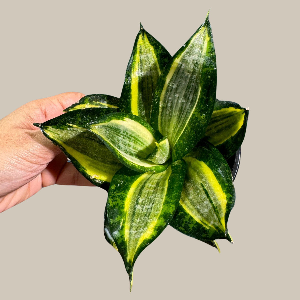 Rare Sansevieria Trifasciata Gold Star in 3” pot - Mini Snake Plant- Live Houseplant - Air Purifying Plant - Yellow Snake Plant