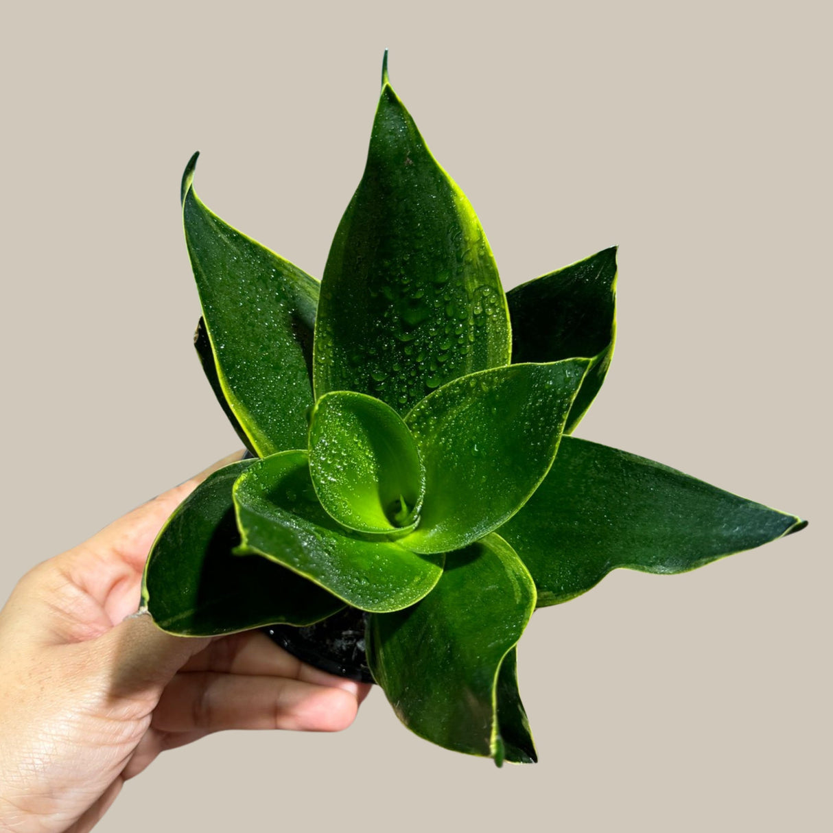 Rare Sansevieria 'Emerald Star' Snake Plant in 3” Pot