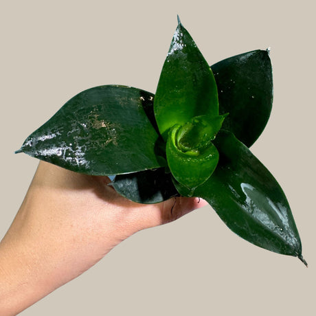 Rare Sansevieria 'Emerald Star' Snake Plant in a Nursery Pot - Indoor Air Purifierent - Snake Plant Emerald Star - Live Houseplant
