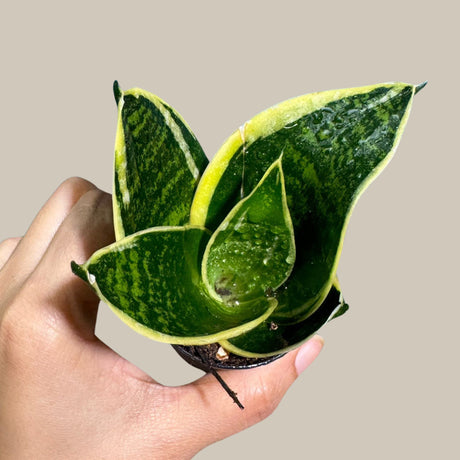 Rare Sansevieria Futura Superba Small Star Snake Plant in a Nursery Pot