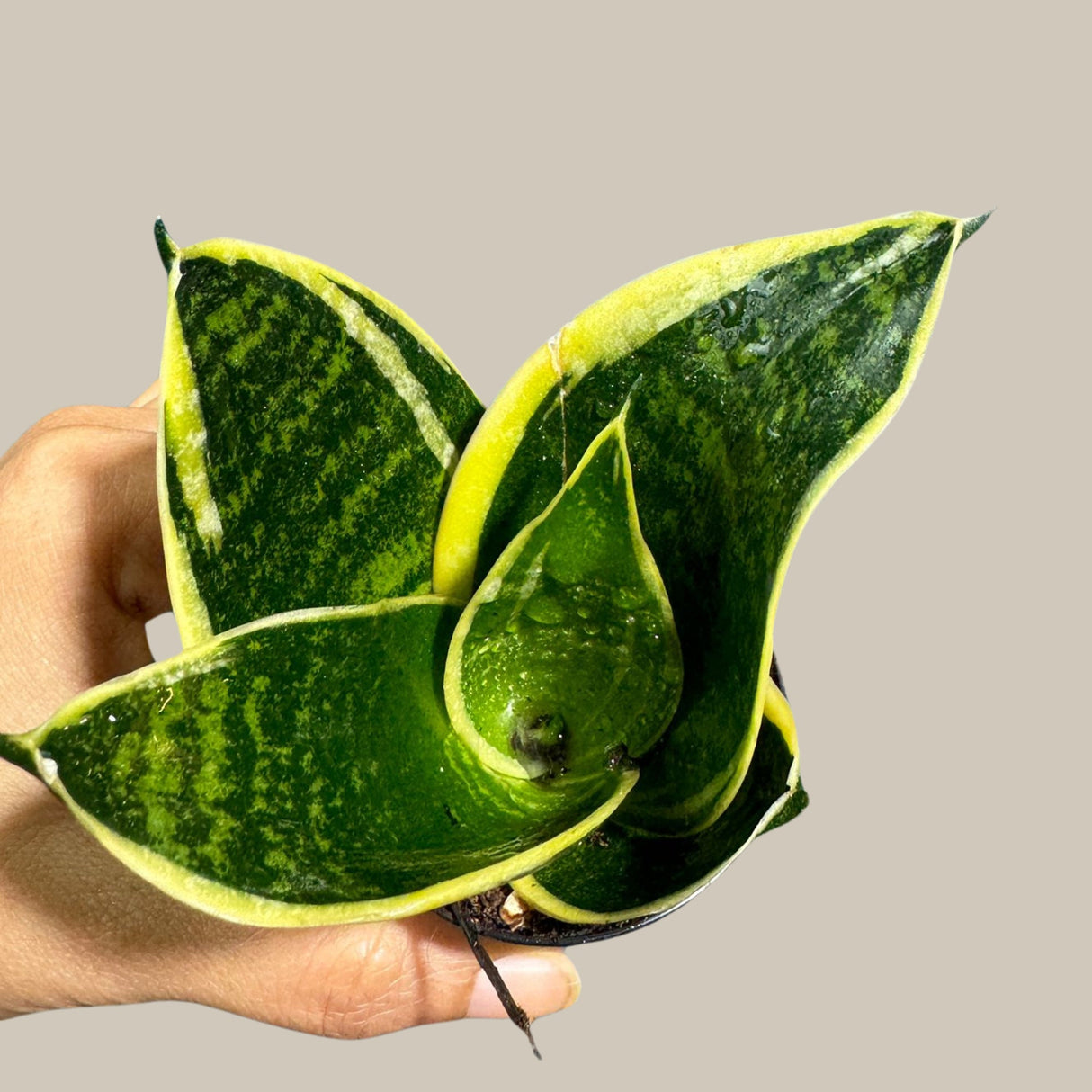 Rare Sansevieria Futura Superba Small Star Snake Plant in a Nursery Pot