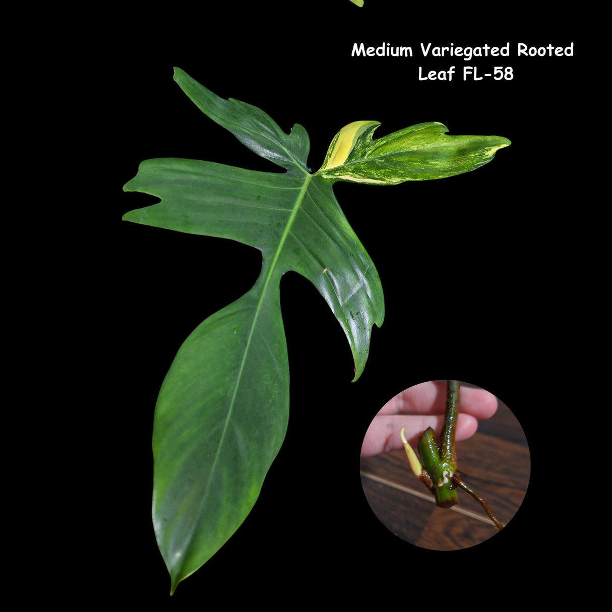 Variegated Philodendron Florida Beauty Cutting - Extremely Rare High Variegation Florida Beauty Live Indoor plant