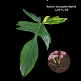Variegated Philodendron Florida Beauty Cutting - Extremely Rare High Variegation Florida Beauty Live Indoor plant