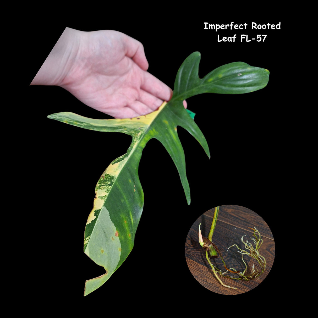 Variegated Philodendron Florida Beauty Cutting - Extremely Rare High Variegation Florida Beauty Live Indoor plant
