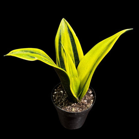 Rare Sansevieria La Rubia in a Nursery pot - Gold Color Snake Plant- Live Houseplant - Air Purifying Plant - Yellow Snake Plant