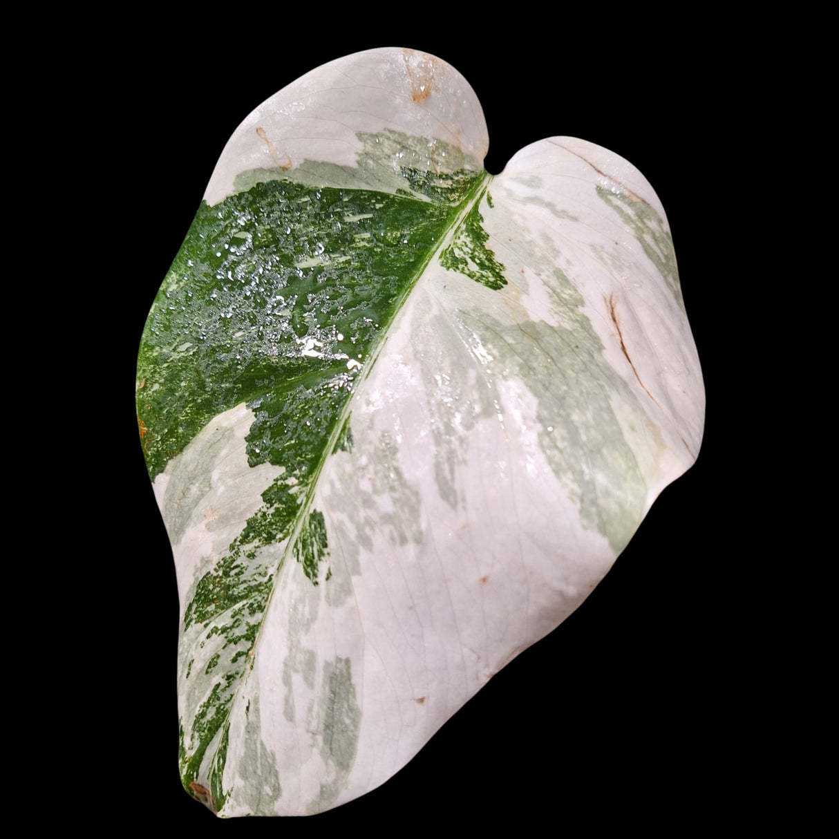 Monstera Albo Same Plant in a Nursery Pot - Highly Variegated Monstera ALBO Single Leaf Plant - US SELLER Same Potted Plant