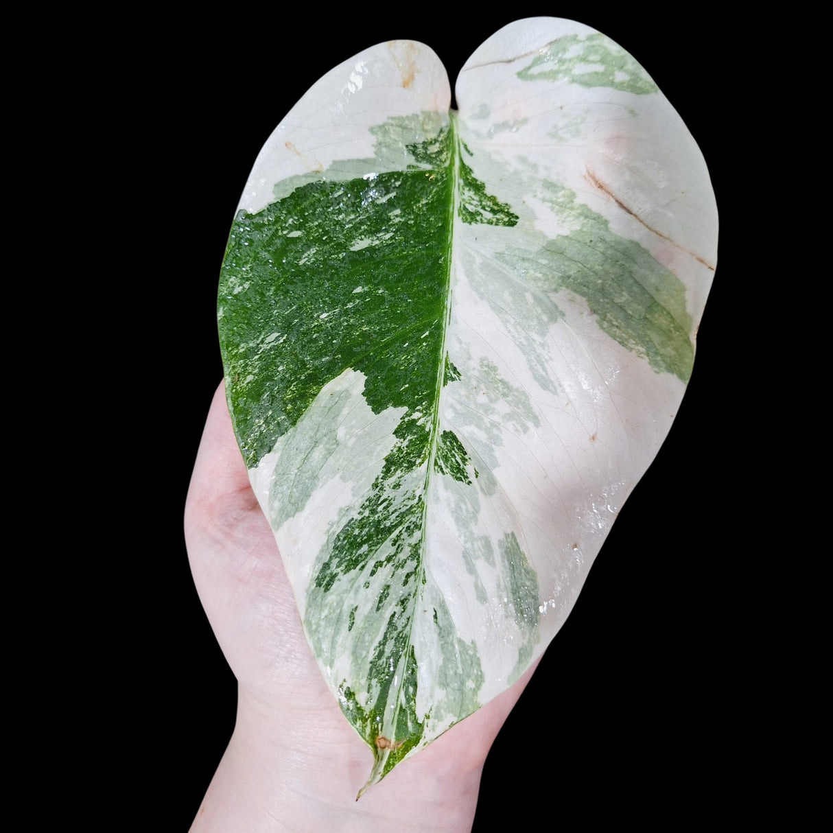 Monstera Albo Same Plant in a Nursery Pot - Highly Variegated Monstera ALBO Single Leaf Plant - US SELLER Same Potted Plant