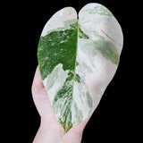 Monstera Albo Same Plant in a Nursery Pot - Highly Variegated Monstera ALBO Single Leaf Plant - US SELLER Same Potted Plant