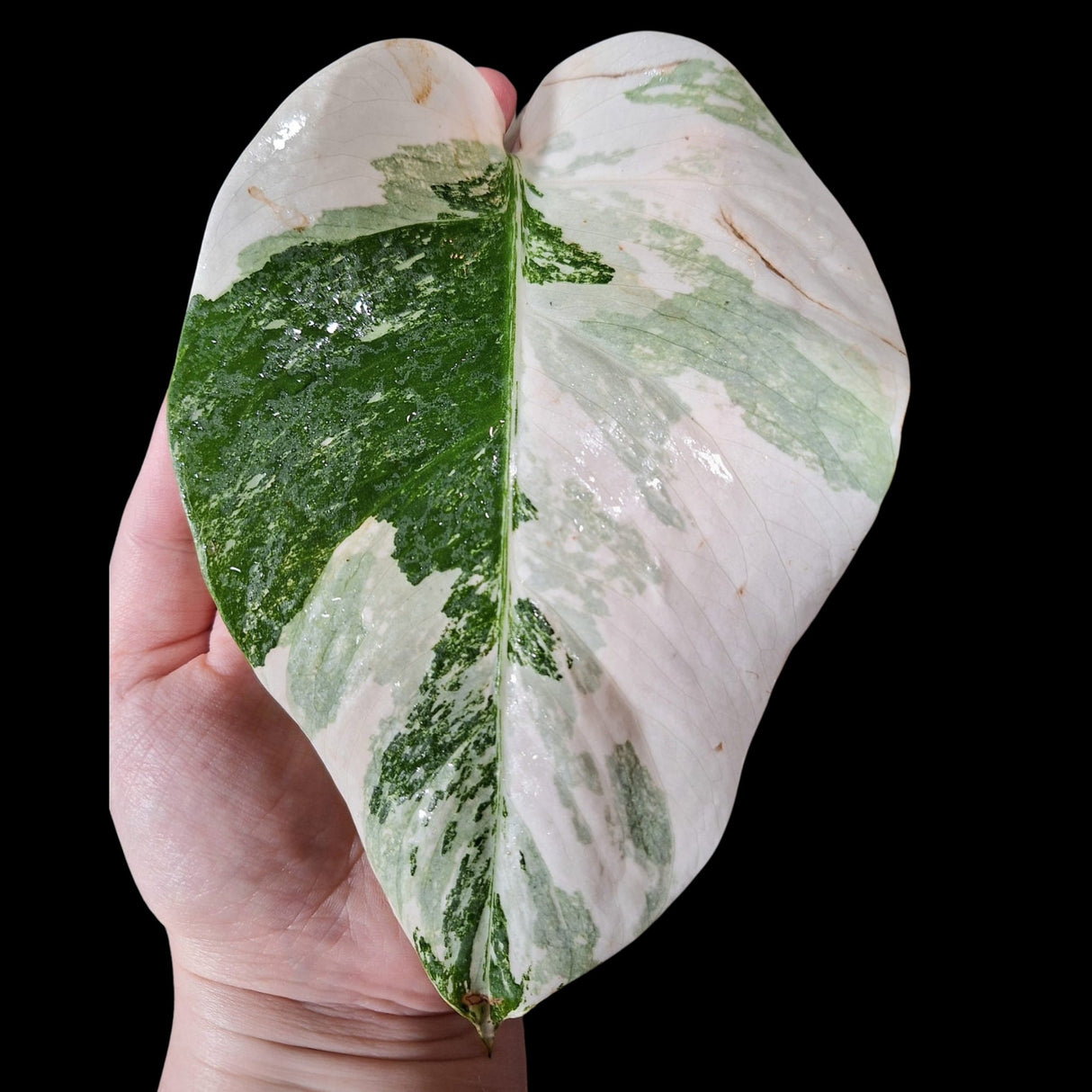 Monstera Albo Same Plant in a Nursery Pot - Highly Variegated Monstera ALBO Single Leaf Plant - US SELLER Same Potted Plant
