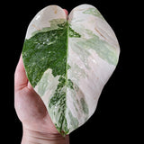 Monstera Albo Same Plant in a Nursery Pot - Highly Variegated Monstera ALBO Single Leaf Plant - US SELLER Same Potted Plant