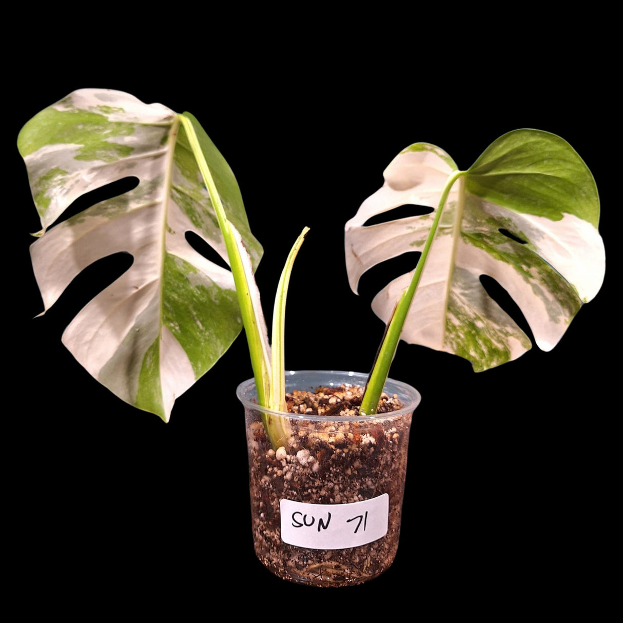 Monstera Albo Same Plant in a Nursery Pot - Highly Variegated Monstera ALBO 2 Leaf Plant - US SELLER Same Plant