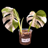 Monstera Albo Same Plant in a Nursery Pot - Highly Variegated Monstera ALBO 2 Leaf Plant - US SELLER Same Plant